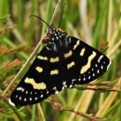 Phalaenoides tristifica (Willow-herb Day-moth) at Namadgi National Park - 11 Feb 2022 by JohnBundock