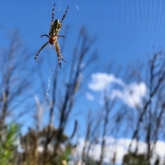 Plebs bradleyi (Enamelled spider) at Rendezvous Creek, ACT - 11 Feb 2022 by KMcCue