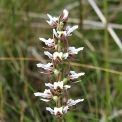 Prasophyllum alpestre (Mauve leek orchid) at Cotter River, ACT - 11 Feb 2022 by JohnBundock