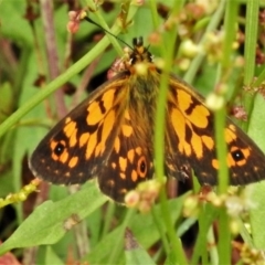 Oreixenica orichora (Spotted Alpine Xenica) at Cotter River, ACT - 11 Feb 2022 by JohnBundock