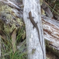 Pseudemoia entrecasteauxii (Woodland Tussock-skink) at Namadgi National Park - 11 Feb 2022 by GirtsO