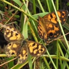 Heteronympha cordace (Bright-eyed Brown) at Cotter River, ACT - 11 Feb 2022 by JohnBundock