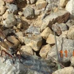 Asilinae sp. (subfamily) (Unidentified asiline Robberfly) at Namadgi National Park - 11 Feb 2022 by GirtsO
