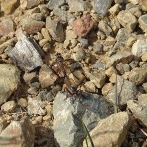 Asilinae sp. (subfamily) at Cotter River, ACT - 11 Feb 2022