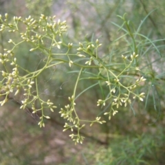 Cassinia quinquefaria (Rosemary Cassinia) at Black Mountain - 12 Feb 2022 by MatthewFrawley