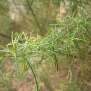 Cassinia quinquefaria at Molonglo Valley, ACT - 12 Feb 2022 01:32 PM