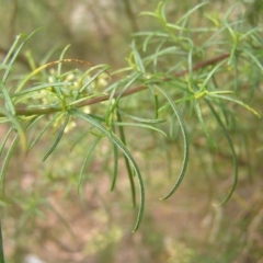 Cassinia quinquefaria at Molonglo Valley, ACT - 12 Feb 2022 01:32 PM