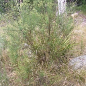 Cassinia quinquefaria at Molonglo Valley, ACT - 12 Feb 2022 01:32 PM