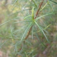 Cassinia quinquefaria at Molonglo Valley, ACT - 12 Feb 2022 01:32 PM