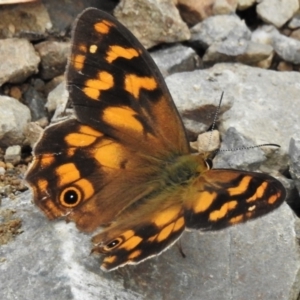 Heteronympha solandri at Cotter River, ACT - 11 Feb 2022