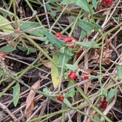 Einadia nutans subsp. nutans (Climbing Saltbush) at Mount Majura - 12 Feb 2022 by abread111