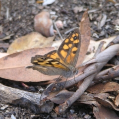 Geitoneura klugii (Marbled Xenica) at Black Mountain - 12 Feb 2022 by MatthewFrawley