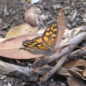 Geitoneura klugii at Molonglo Valley, ACT - 12 Feb 2022