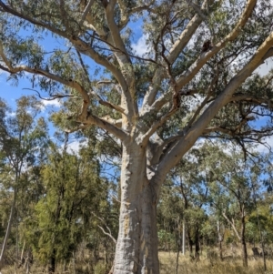 Eucalyptus mannifera at Watson, ACT - 12 Feb 2022 04:07 PM