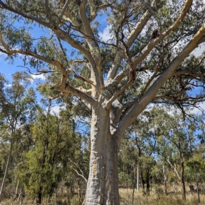 Eucalyptus mannifera (Brittle Gum) at Mount Majura - 12 Feb 2022 by abread111