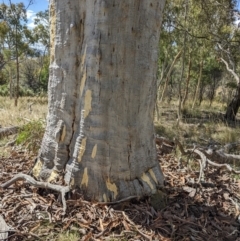 Eucalyptus mannifera at Watson, ACT - 12 Feb 2022 04:07 PM