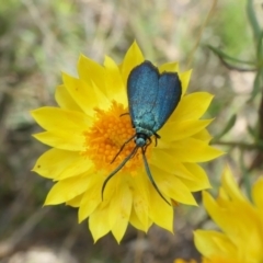 Pollanisus viridipulverulenta (Satin-green Forester) at Yass River, NSW - 12 Feb 2022 by SenexRugosus