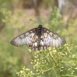 Acraea andromacha at Molonglo Valley, ACT - 12 Feb 2022