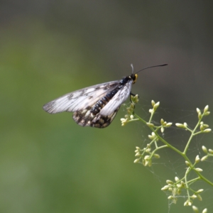 Acraea andromacha at Molonglo Valley, ACT - 12 Feb 2022