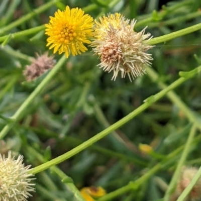 Calotis lappulacea (Yellow Burr Daisy) at Watson, ACT - 12 Feb 2022 by abread111