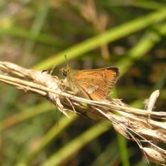 Dispar compacta (Barred Skipper) at Black Mountain - 12 Feb 2022 by MatthewFrawley