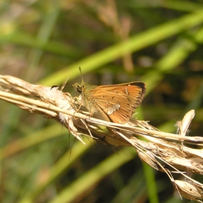 Dispar compacta (Barred Skipper) at Black Mountain - 12 Feb 2022 by MatthewFrawley