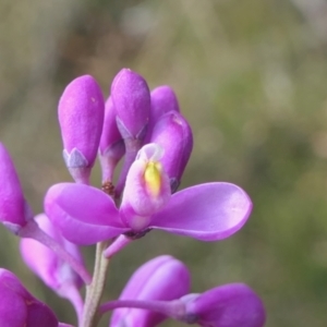 Comesperma ericinum at Yass River, NSW - 12 Feb 2022