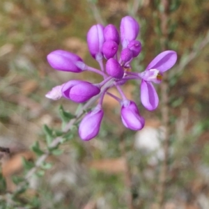 Comesperma ericinum at Yass River, NSW - 12 Feb 2022 02:55 PM