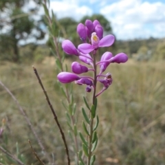 Comesperma ericinum at Yass River, NSW - 12 Feb 2022 02:55 PM