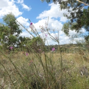 Comesperma ericinum at Yass River, NSW - 12 Feb 2022