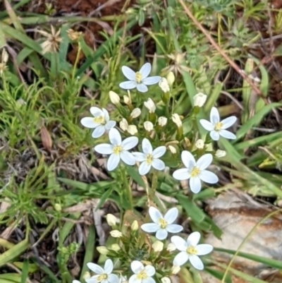 Centaurium erythraea (Common Centaury) at Mount Majura - 12 Feb 2022 by abread111