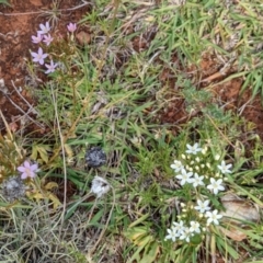 Centaurium erythraea at Watson, ACT - 12 Feb 2022 04:34 PM