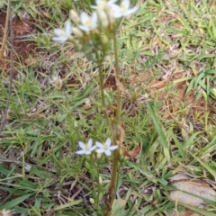 Centaurium erythraea at Watson, ACT - 12 Feb 2022