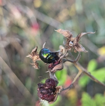 Callidemum hypochalceum (Hop-bush leaf beetle) at Kambah, ACT - 12 Feb 2022 by Rebeccajgee