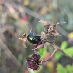 Callidemum hypochalceum (Hop-bush leaf beetle) at Mount Taylor - 12 Feb 2022 by Rebeccajgee