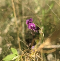 Glycine tabacina at Chifley, ACT - 12 Feb 2022 06:19 PM