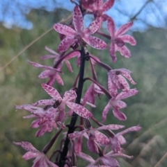 Dipodium punctatum (Blotched Hyacinth Orchid) at Mount Taylor - 12 Feb 2022 by Rebeccajgee