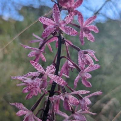 Dipodium punctatum (Blotched Hyacinth Orchid) at Pearce, ACT - 12 Feb 2022 by Rebeccajgee