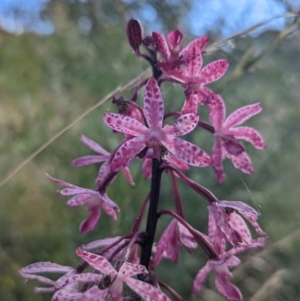 Dipodium punctatum at Pearce, ACT - 12 Feb 2022