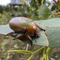 Anoplognathus hirsutus (Hirsute Christmas beetle) at Murrumbateman, NSW - 12 Feb 2022 by SimoneC