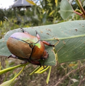 Anoplognathus hirsutus at Murrumbateman, NSW - 12 Feb 2022