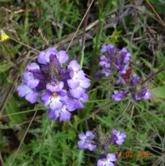 Euphrasia caudata (Tailed Eyebright) at Namadgi National Park - 11 Feb 2022 by GirtsO