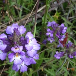 Euphrasia caudata at Cotter River, ACT - 11 Feb 2022 01:34 PM