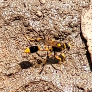 Sceliphron laetum at Weston, ACT - 12 Feb 2022