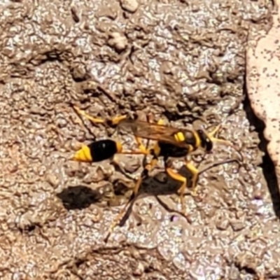 Sceliphron laetum (Common mud dauber wasp) at Fowles St. Woodland, Weston - 12 Feb 2022 by AliceH