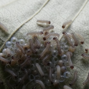 Lepidoptera unclassified IMMATURE at McKellar, ACT - 12 Feb 2022