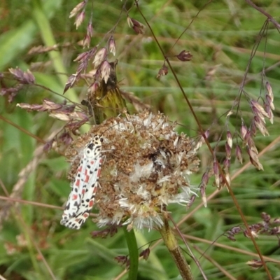 Utetheisa pulchelloides (Heliotrope Moth) at Cotter River, ACT - 11 Feb 2022 by GirtsO