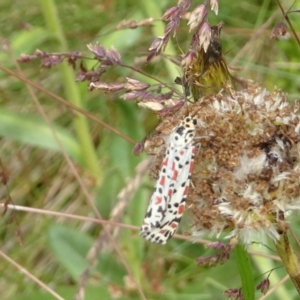 Utetheisa pulchelloides at Cotter River, ACT - 11 Feb 2022