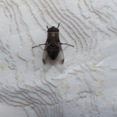 Stomorhina discolor (Snout fly) at McKellar, ACT - 12 Feb 2022 by Birdy