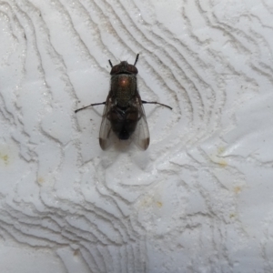 Stomorhina discolor at McKellar, ACT - 12 Feb 2022